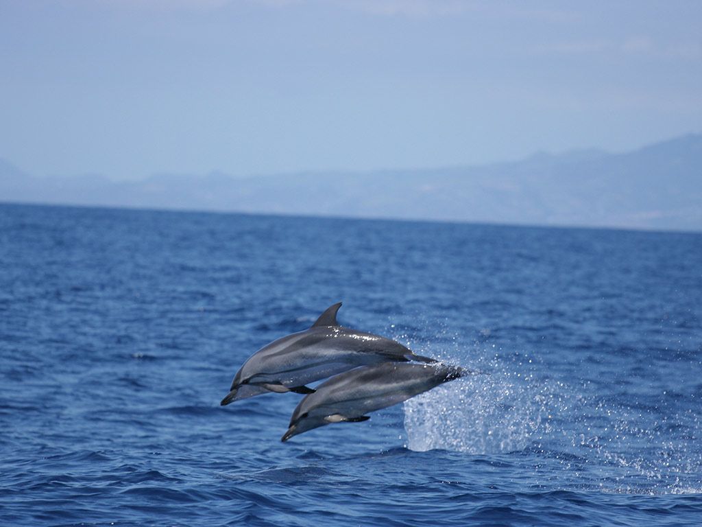 São Miguel - Observação de baleias e golfinhos em Açores