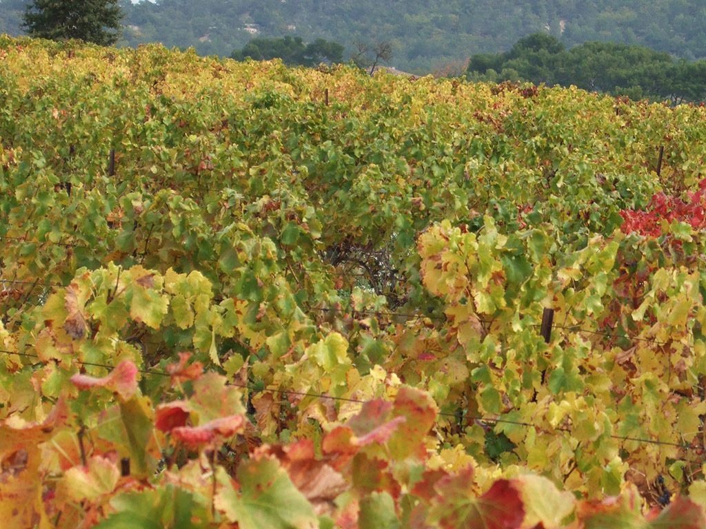 Culture et vin à Chateauneuf-du-Pape