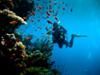 Red Sea Diving - Full-Day Tour