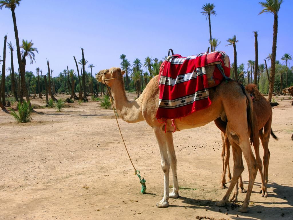 Paseo en camello por el Palmeral de Marrakech