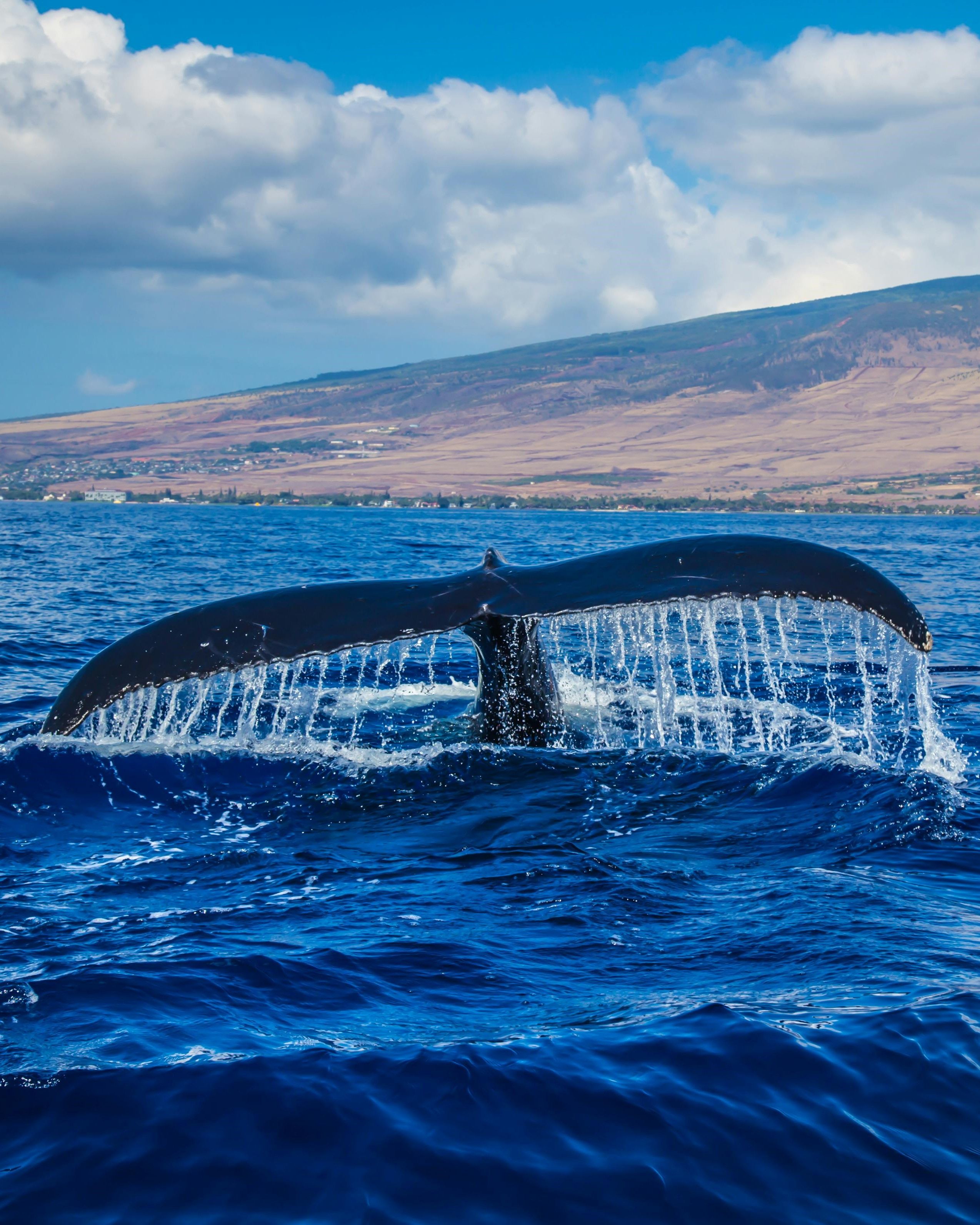 Ilha de São Miguel: avistamento de baleias ao meio-dia